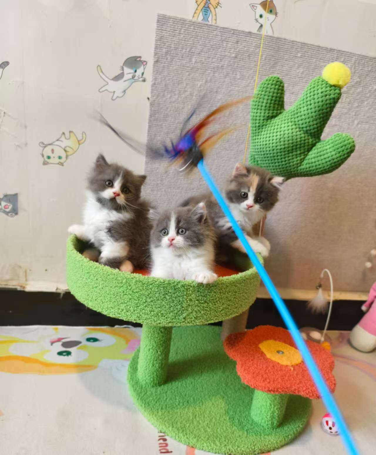 家养小猫咪 找有爱的家长